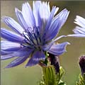 Chicory