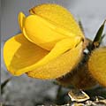 Gorse