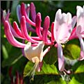 Honeysuckle