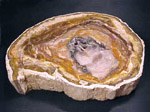 Legno Silicizzato